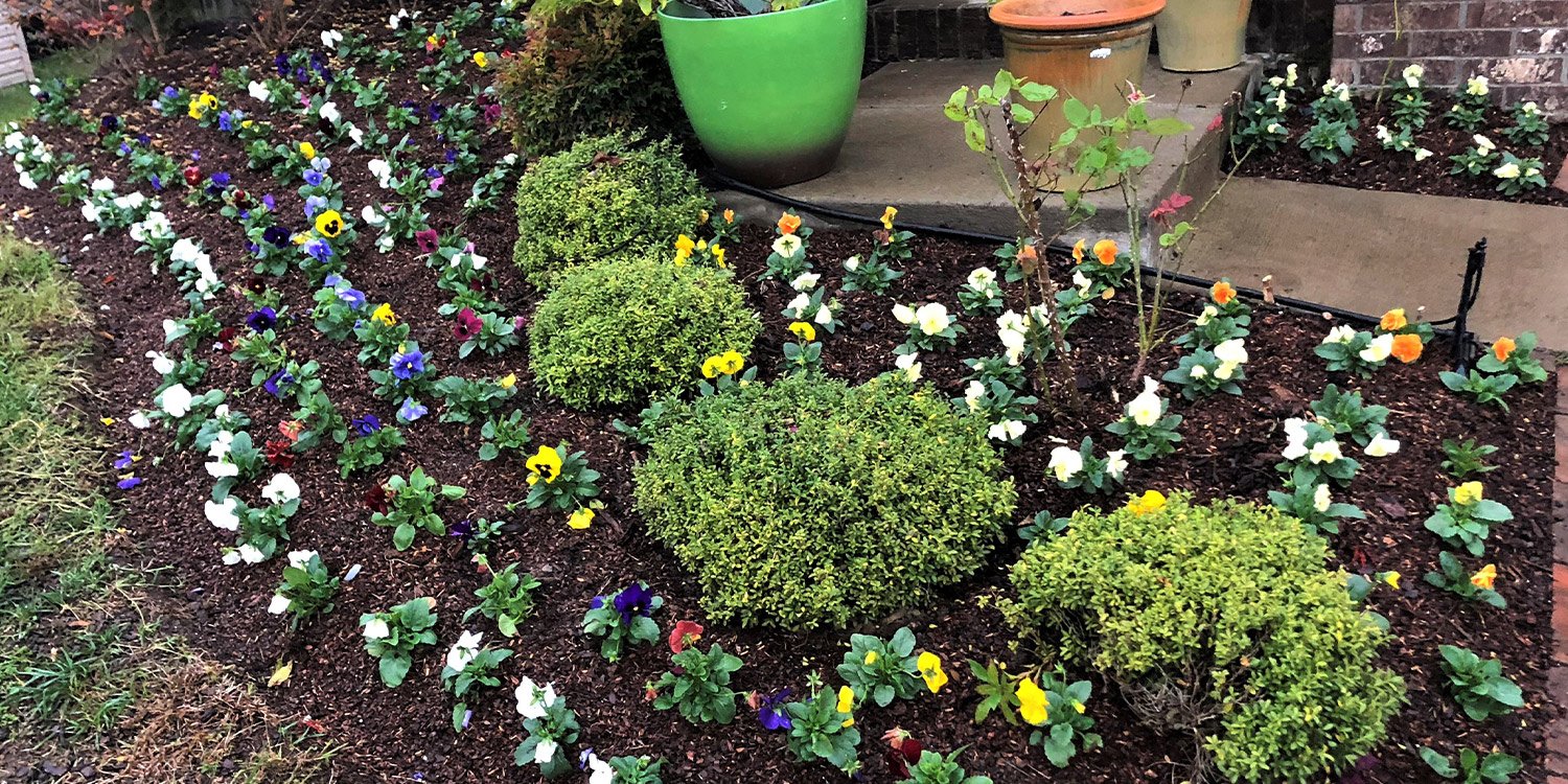 a close up of a flower garden