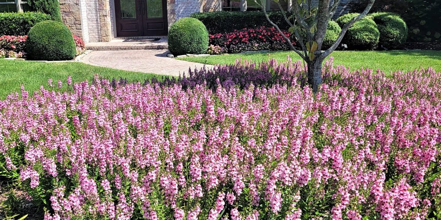 a close up of a flower garden