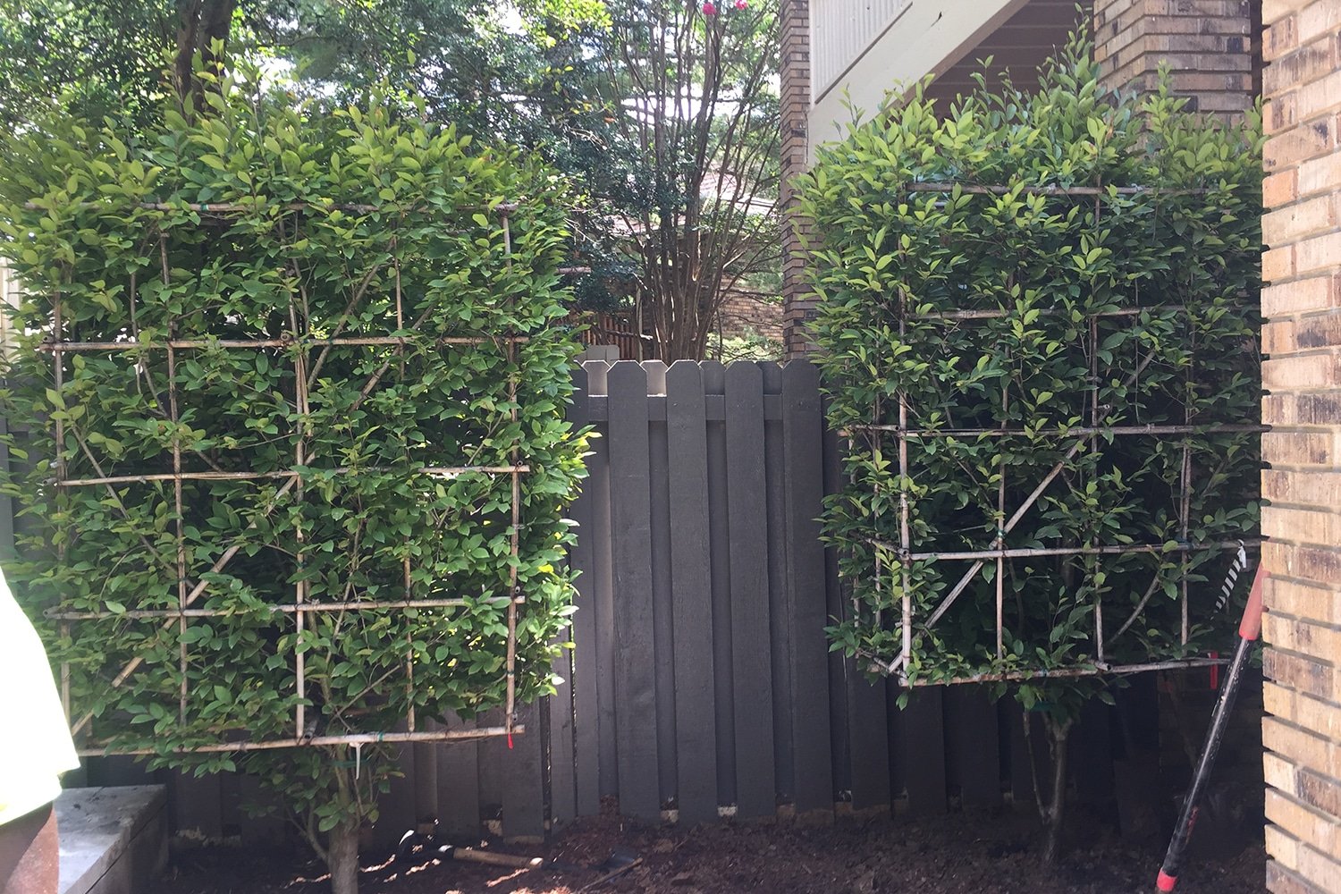 a pruned tree in front of a brick building